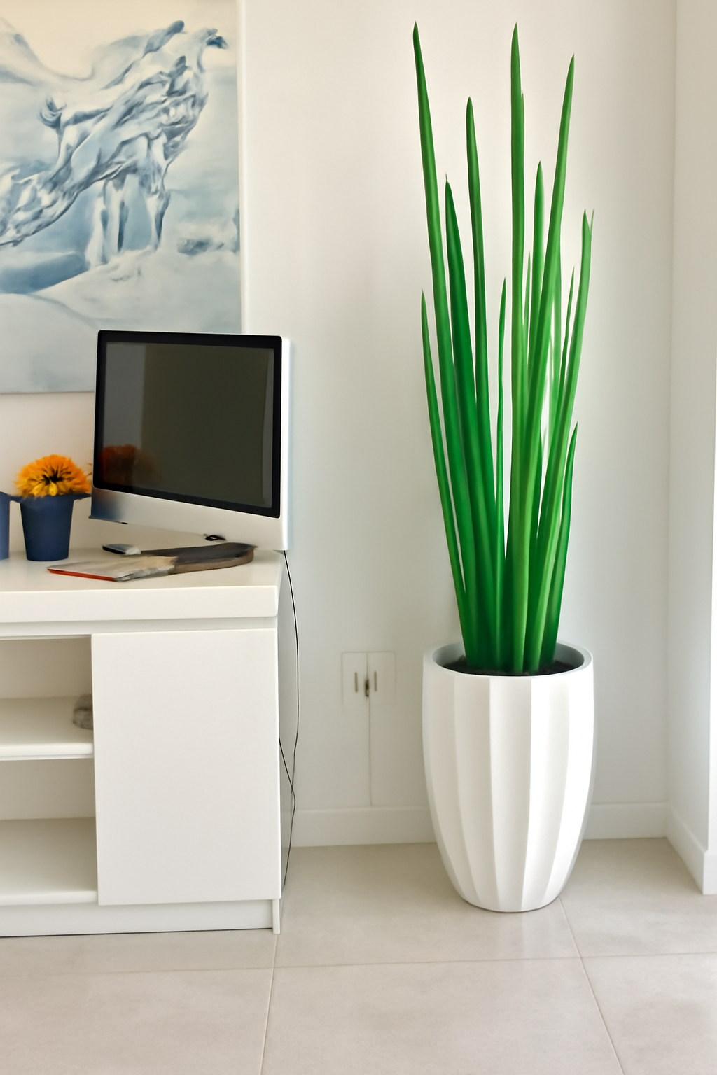 Sansevière 160 cm blanche brillante