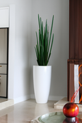 Sansevière 160 cm blanche brillante