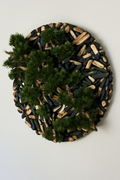 Plante d'intérieur