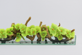 Orchidée artificielle Phalaenopsis 122 cm verte