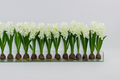 Composition Jacinthes 122 cm Blanc