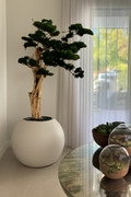 Plante d'intérieur beige