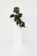 Plante d'intérieur