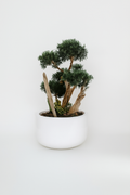 Plante d'intérieur