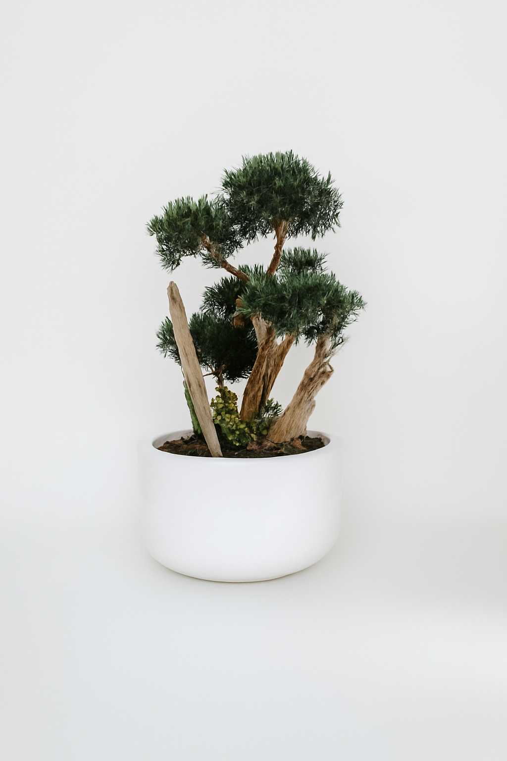 Plante d'intérieur