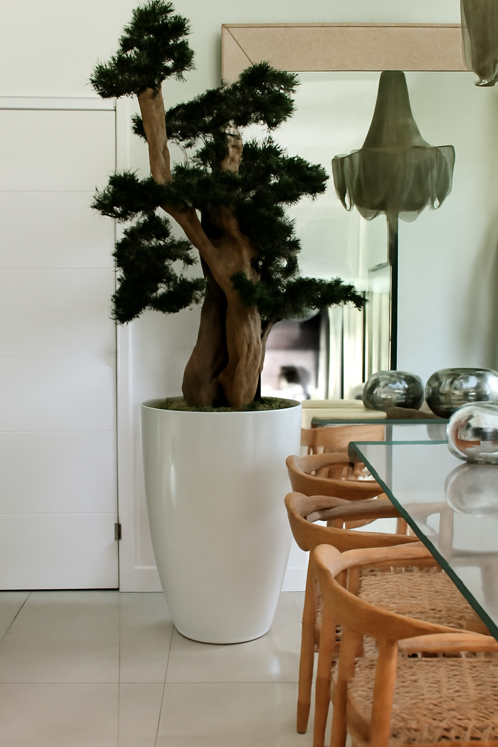 Plante d'intérieur XXL