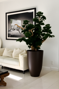 Plante d'intérieur XXL marron mat