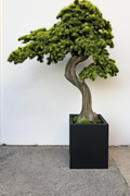 Plante d'intérieur XXL