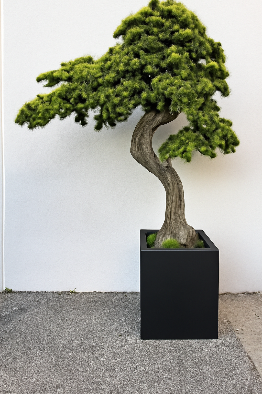 Plante d'intérieur XXL