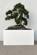 Plante d'intérieur