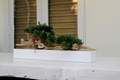 Plante d'intérieur