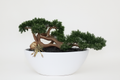 Plante d'intérieur
