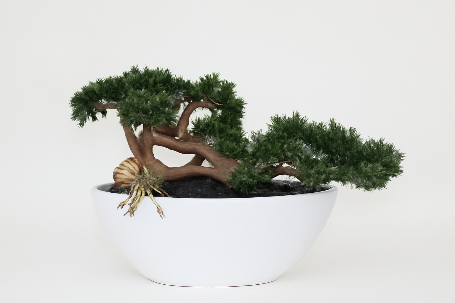 Plante d'intérieur