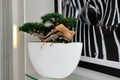Plante d'intérieur