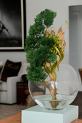 Plante d'intérieur