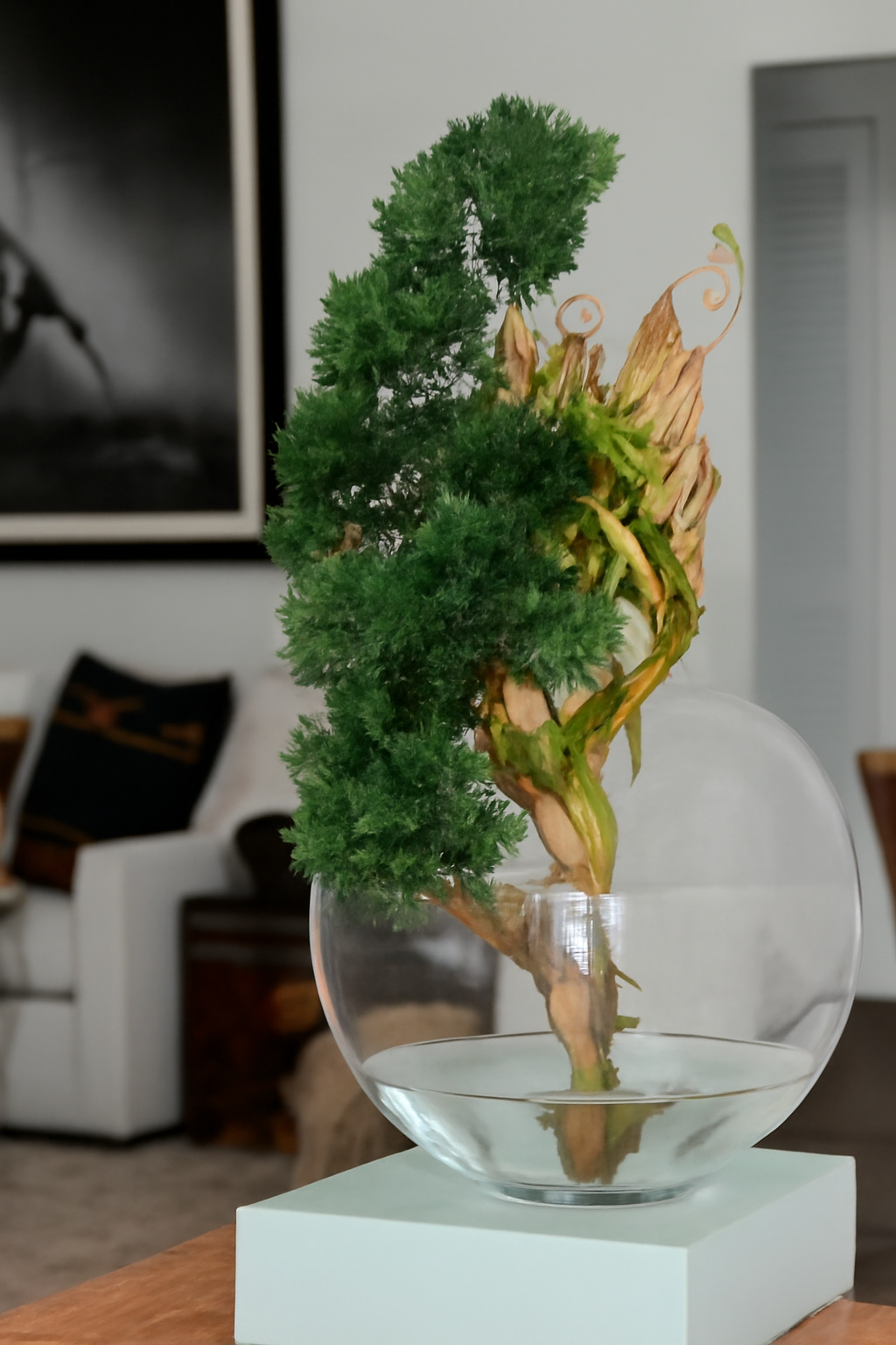 Plante d'intérieur