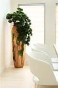 Plante d'intérieur grande en teck