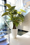 Plante d'intérieur XL blanche brillante