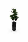 Figuier Lyre Noir Brillant