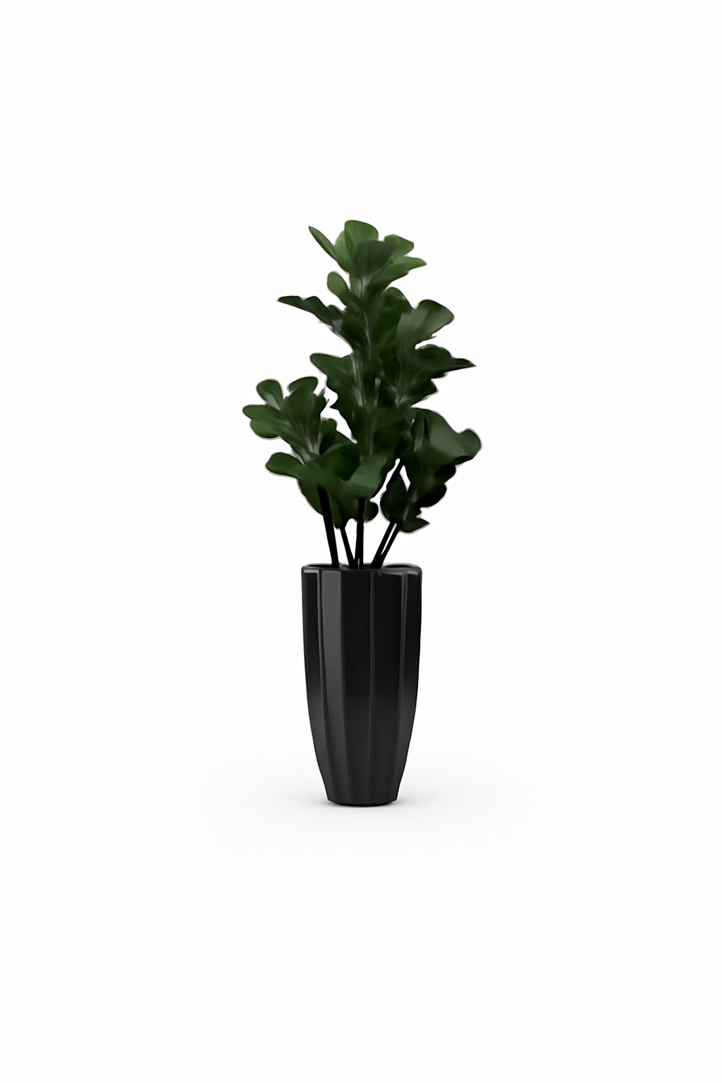 Figuier Lyre Noir Brillant