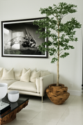 Ficus Teck
