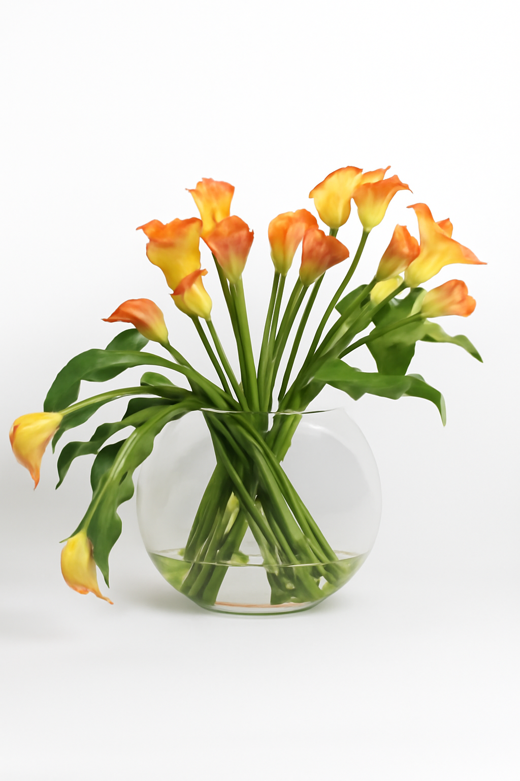 Fleur Arum blanche