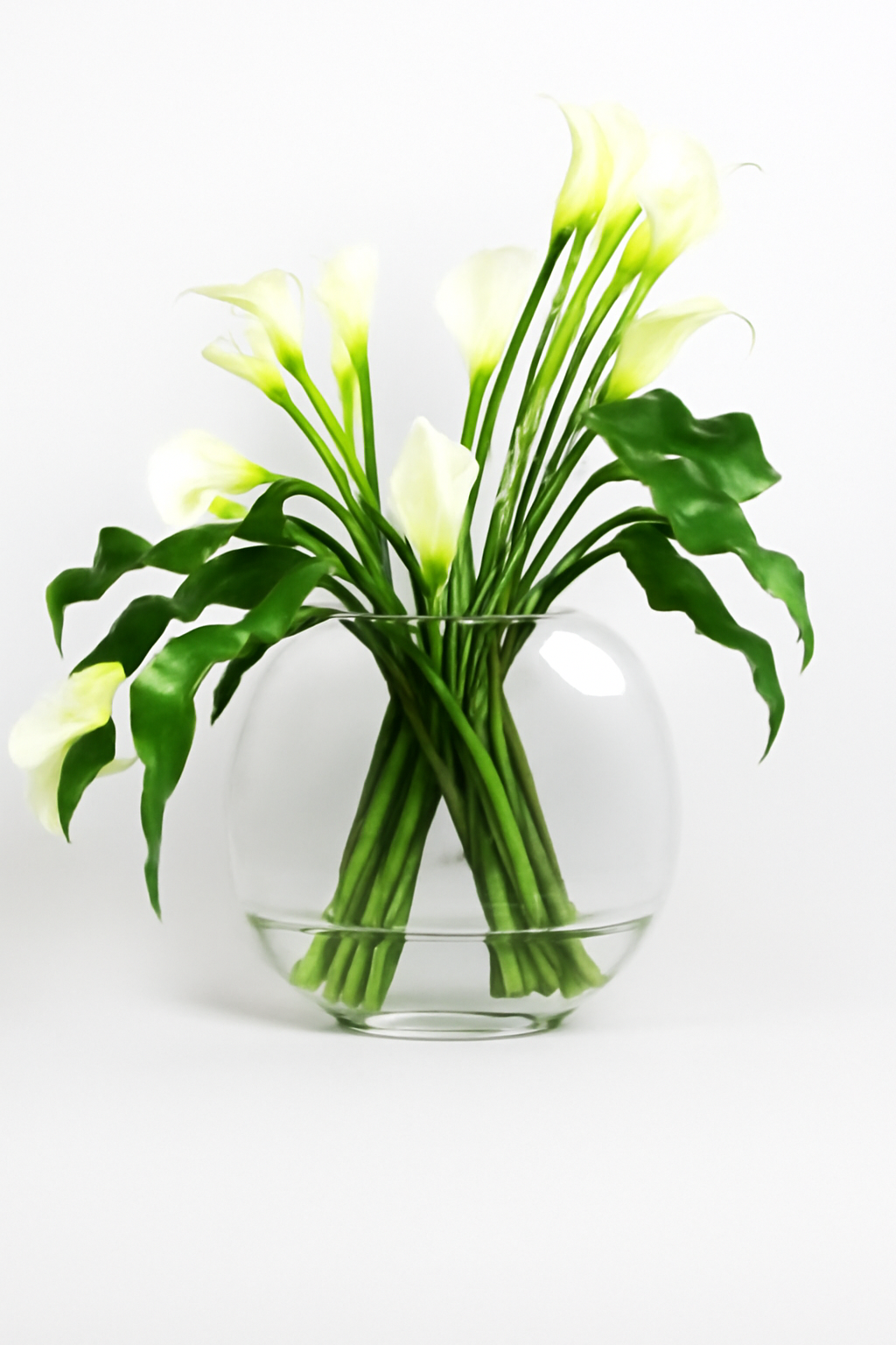 Fleur Arum blanche