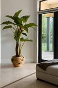 Plante Tropicale XXL