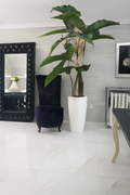 Plante d'intérieur blanche brillante