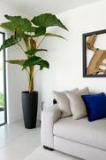 Plante d'intérieur rouge