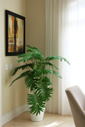 Plante Tropicale